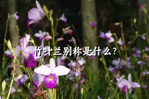 竹叶兰别称是什么？