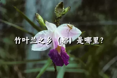 竹叶兰之乡（都）是哪里？