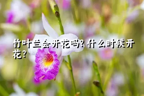 竹叶兰会开花吗？什么时候开花？