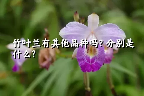 竹叶兰有其他品种吗？分别是什么？