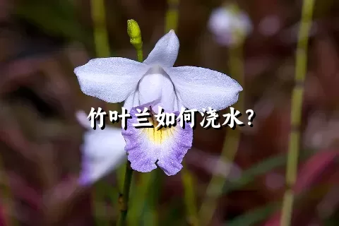 竹叶兰如何浇水？