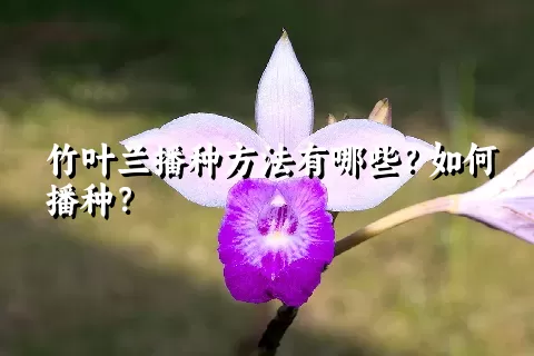 竹叶兰播种方法有哪些？如何播种？