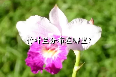 竹叶兰分布在哪里?