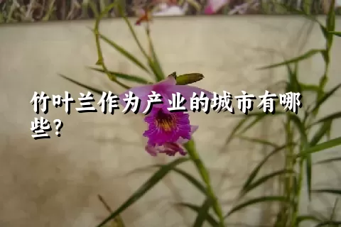 竹叶兰作为产业的城市有哪些？