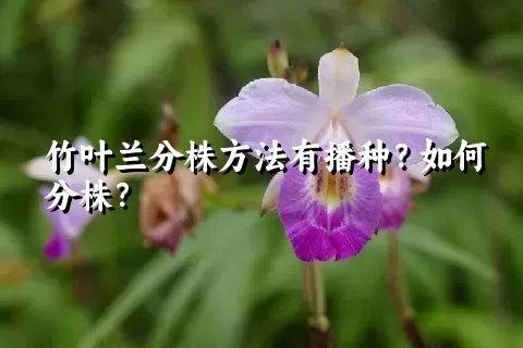 竹叶兰分株方法有播种？如何分株？