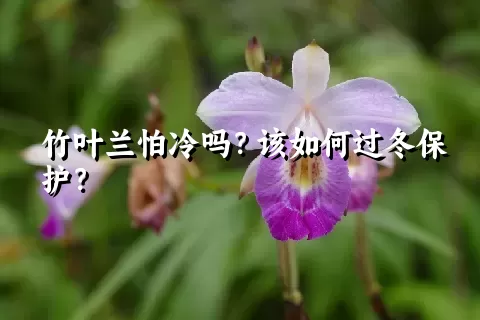 竹叶兰怕冷吗？该如何过冬保护？