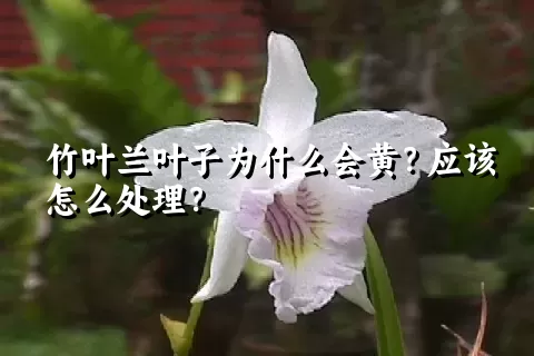 竹叶兰叶子为什么会黄？应该怎么处理？