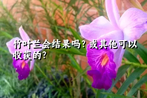 竹叶兰会结果吗？或其他可以收获的？