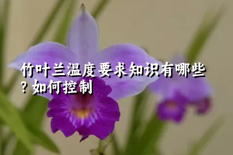 竹叶兰温度要求知识有哪些？如何控制