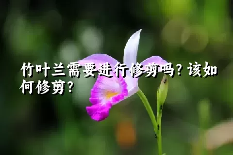 竹叶兰需要进行修剪吗？该如何修剪？