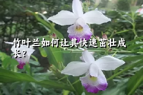 竹叶兰如何让其快速茁壮成长？