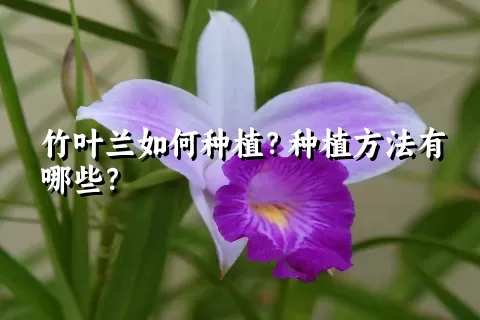 竹叶兰如何种植？种植方法有哪些？