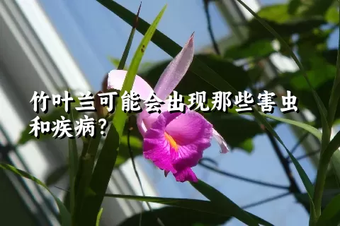 竹叶兰可能会出现那些害虫和疾病？