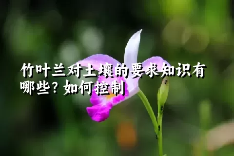 竹叶兰对土壤的要求知识有哪些？如何控制