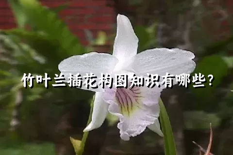 竹叶兰插花构图知识有哪些？