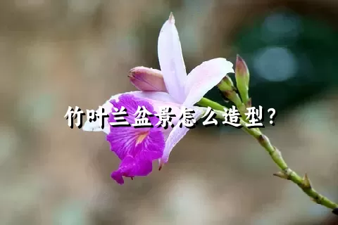 竹叶兰盆景怎么造型？