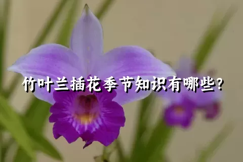 竹叶兰插花季节知识有哪些？