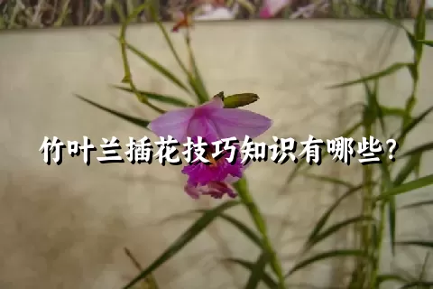 竹叶兰插花技巧知识有哪些？