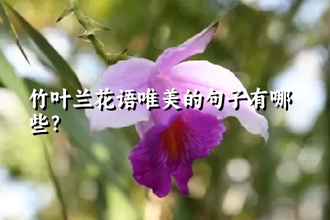 竹叶兰花语唯美的句子有哪些？