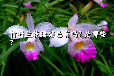 竹叶兰花语禁忌有吗？是哪些？