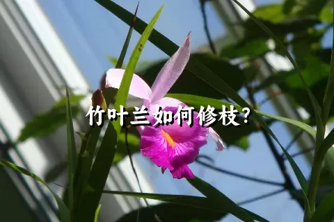 竹叶兰如何修枝？