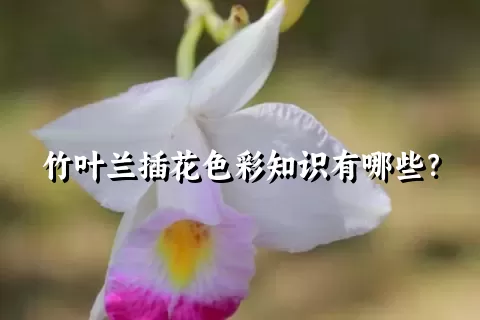 竹叶兰插花色彩知识有哪些？