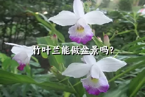 竹叶兰能做盆景吗？