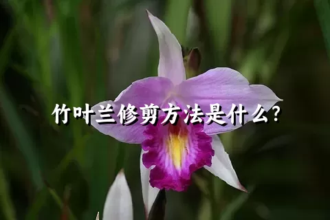 竹叶兰修剪方法是什么？