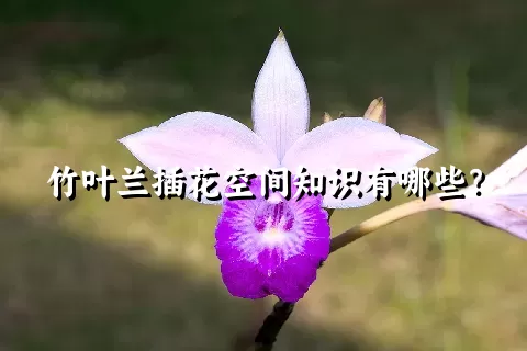 竹叶兰插花空间知识有哪些？