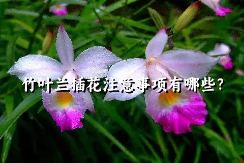 竹叶兰插花注意事项有哪些？