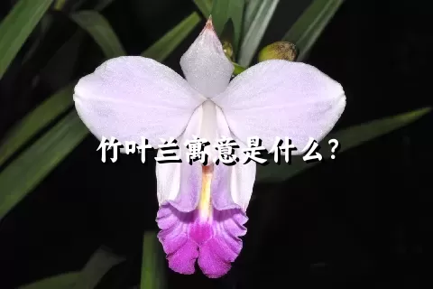 竹叶兰寓意是什么？