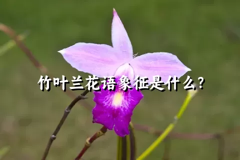 竹叶兰花语象征是什么？