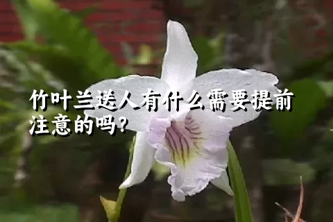 竹叶兰送人有什么需要提前注意的吗？