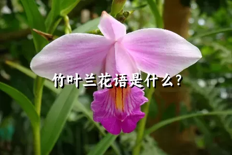 竹叶兰花语是什么？