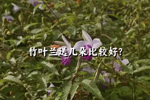 竹叶兰送几朵比较好？