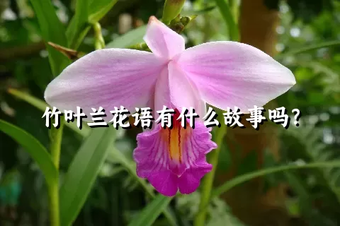 竹叶兰花语有什么故事吗？