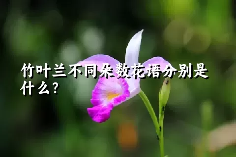 竹叶兰不同朵数花语分别是什么？