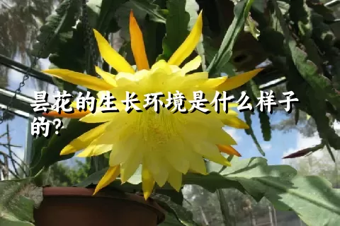 昙花的生长环境是什么样子的？