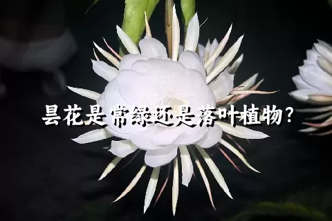 昙花是常绿还是落叶植物？