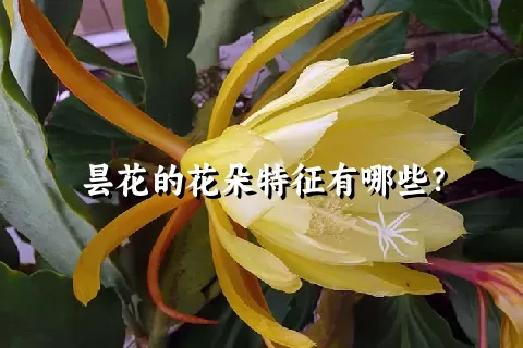 昙花的花朵特征有哪些？