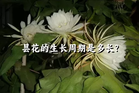 昙花的生长周期是多长？