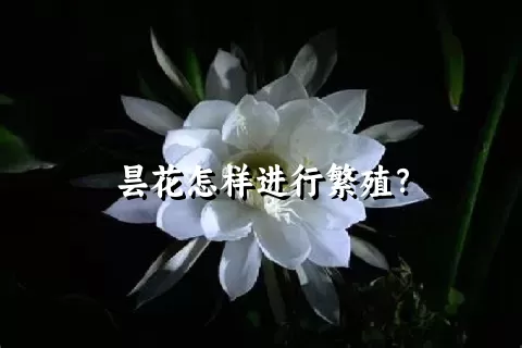 昙花怎样进行繁殖？