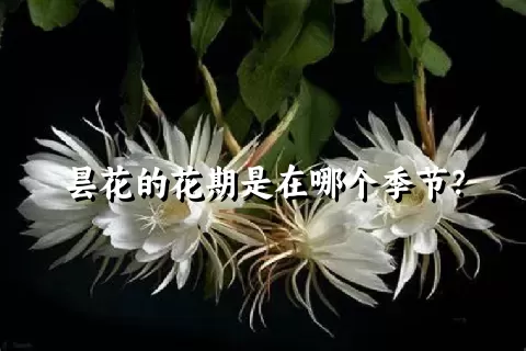 昙花的花期是在哪个季节？