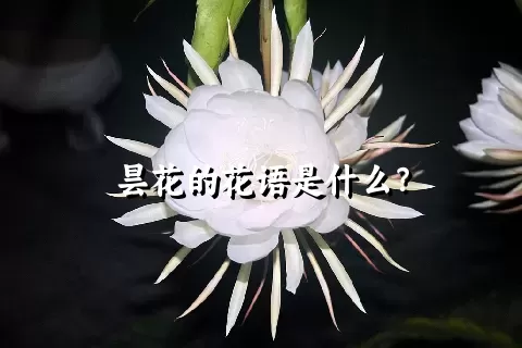 昙花的花语是什么？