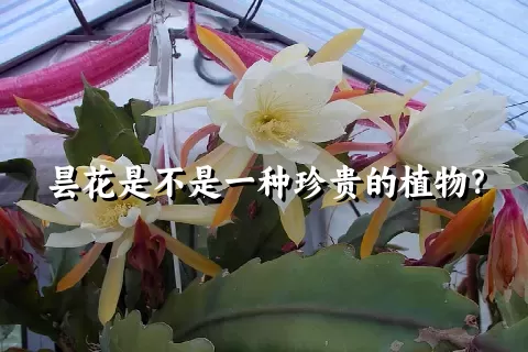 昙花是不是一种珍贵的植物？