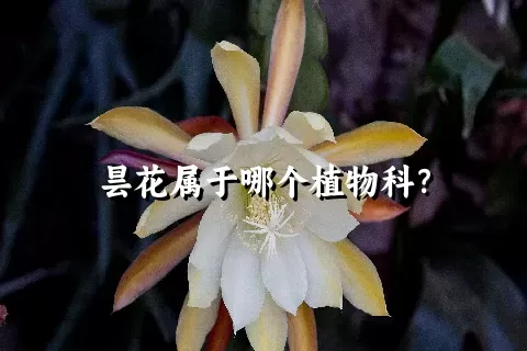 昙花属于哪个植物科？