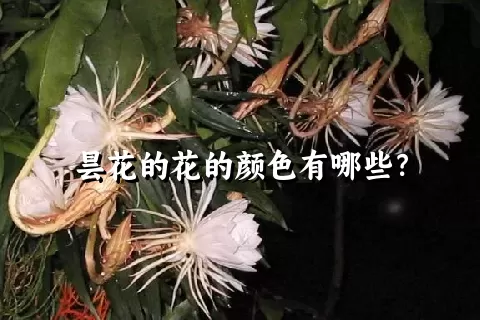 昙花的花的颜色有哪些？