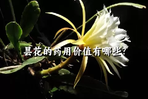 昙花的药用价值有哪些？