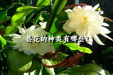 昙花的种类有哪些？