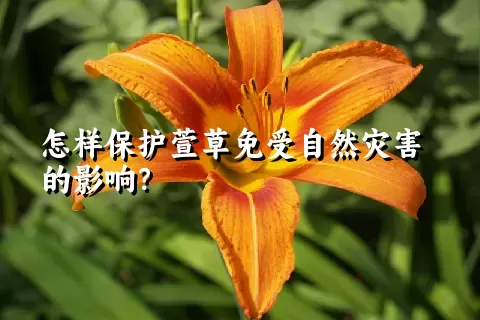 怎样保护萱草免受自然灾害的影响？